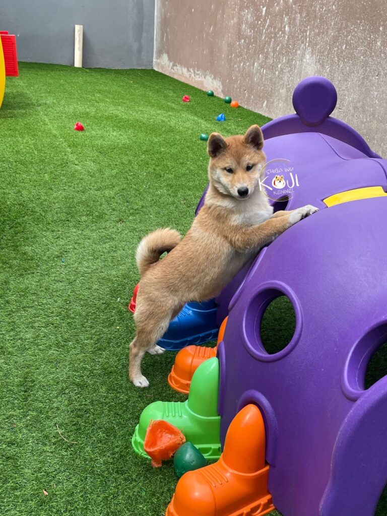 Qual o nome do seu cãozinho? - Hainu Canil - SHIBA INU