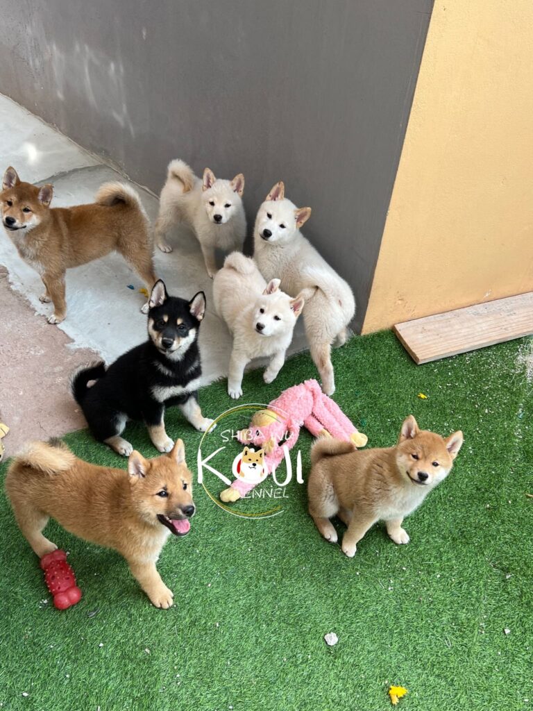 Qual o nome do seu cãozinho? - Hainu Canil - SHIBA INU