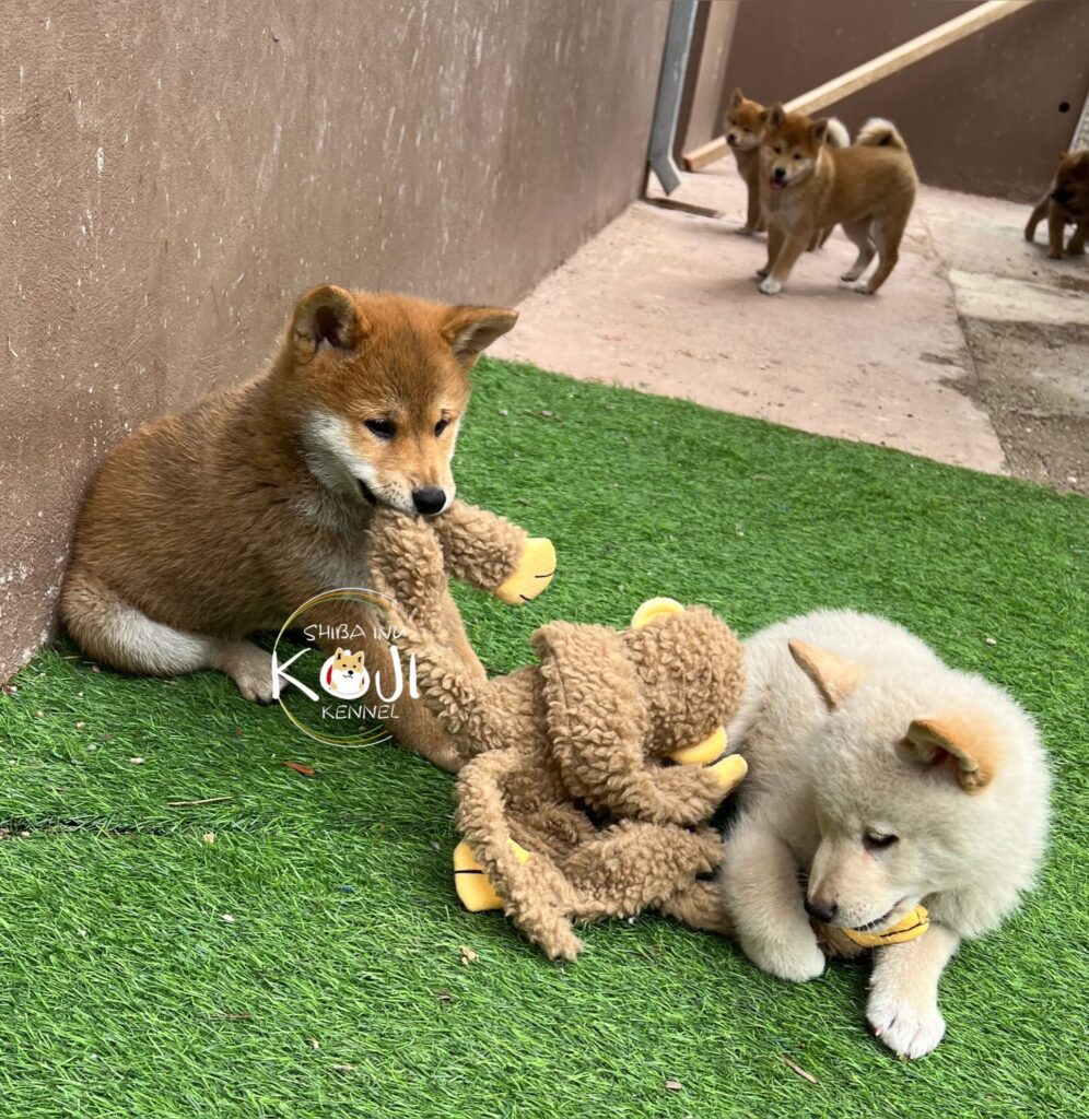 Qual o nome do seu cãozinho? - Hainu Canil - SHIBA INU